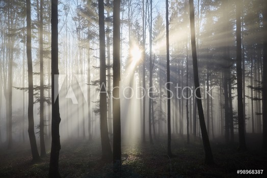 Bild på Sun rays through the foggy forrest